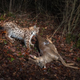 Illustration for article titled Natures Candids: The Best Wildlife Camera-Trap Photography Of 2014